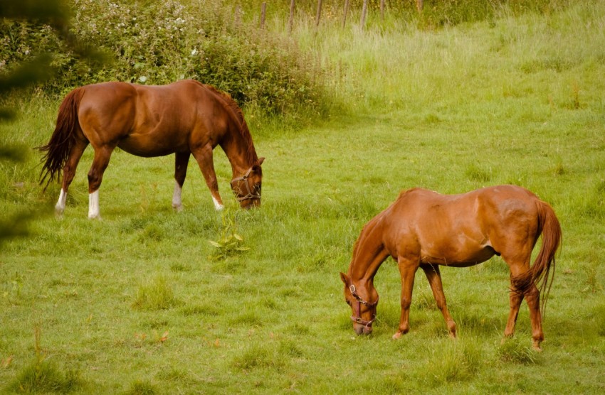 two brown horses grazing in a grassy field