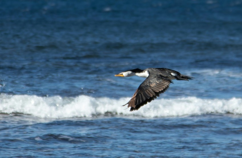 a large bird flying over a body of water