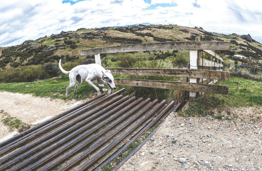 a white dog standing on top of a train track