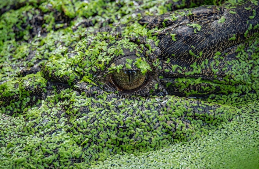 a close up of an alligators eye covered in moss