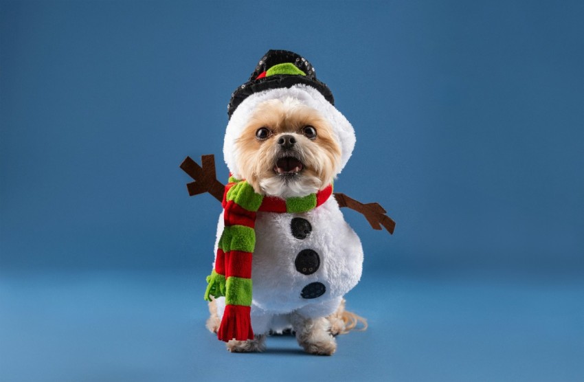 a small dog wearing a snowman hat and scarf 6