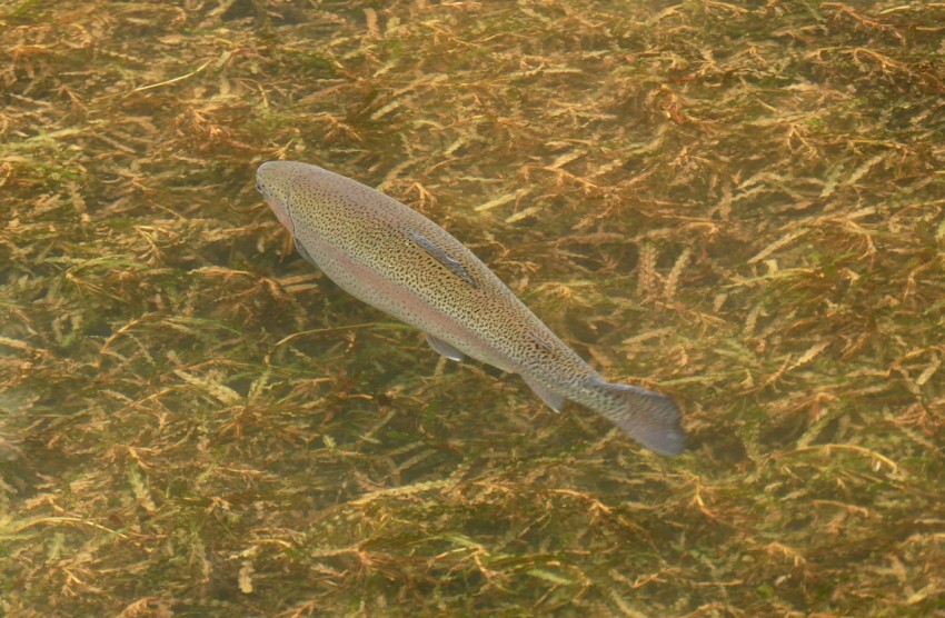 a fish that is laying on the ground