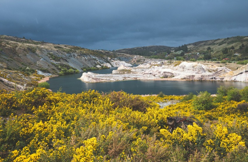 a large body of water surrounded by yellow flowers f9LkN6Y