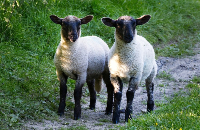 two sheep standing next to each other on a dirt road