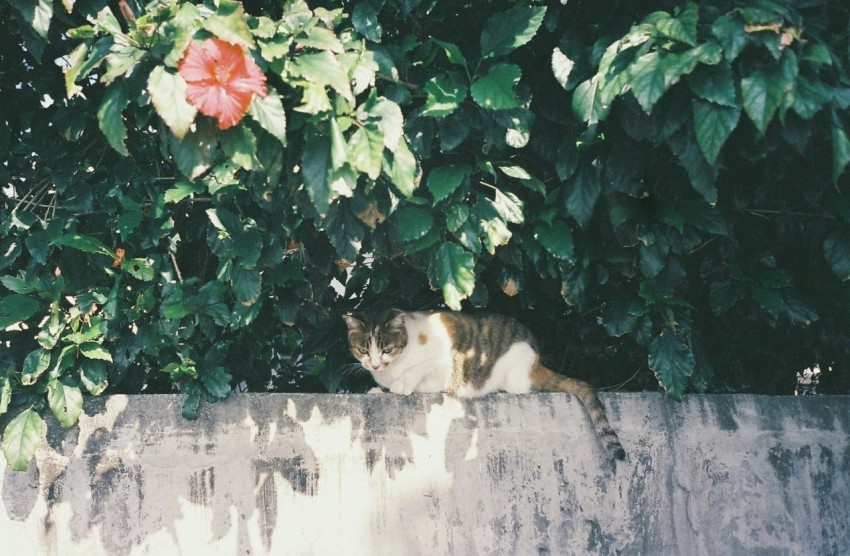 tricolored calico cat on top of wall O