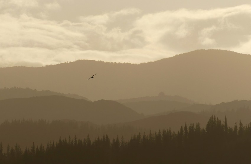 bird flying over mountain with trees