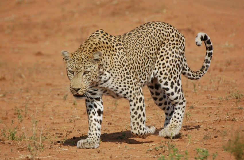 leopard walking on brown dirt NzHZ