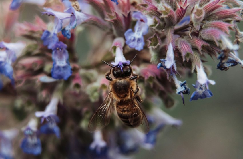 a close up of a flower with a bee on it