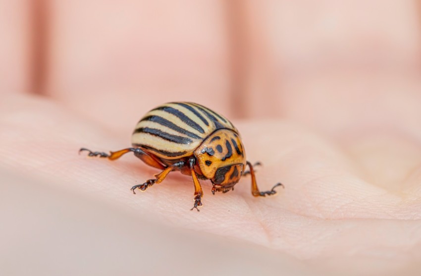 a close up of a beetle on a persons hand qUtuwEdgE