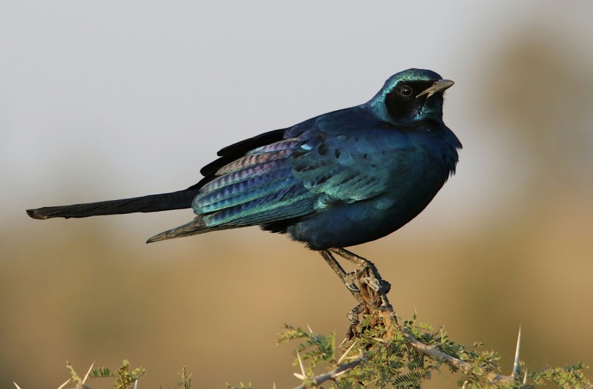 a blue bird sitting on top of a tree branch QsAnWdAT