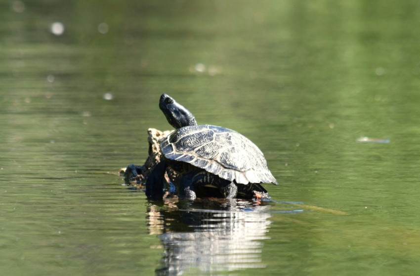 a turtle sitting on top of another turtle in the water