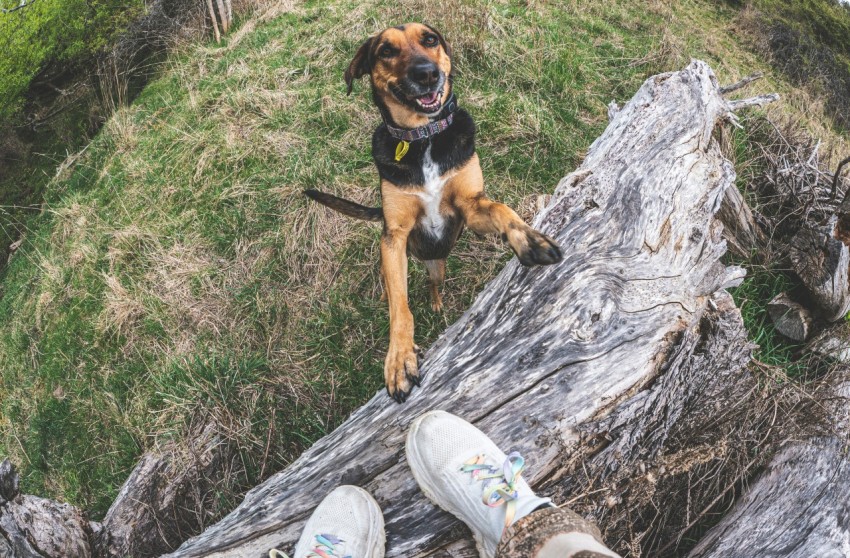 a dog sitting on top of a tree stump