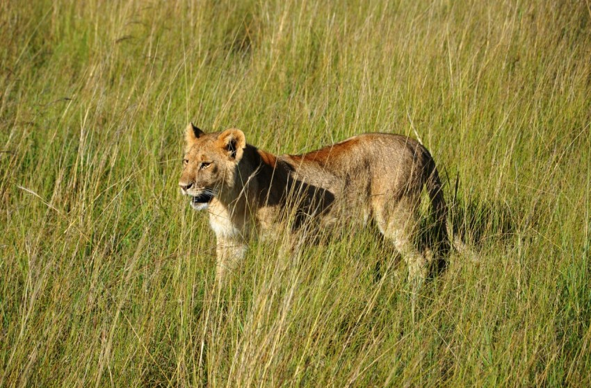 lioness on grass field