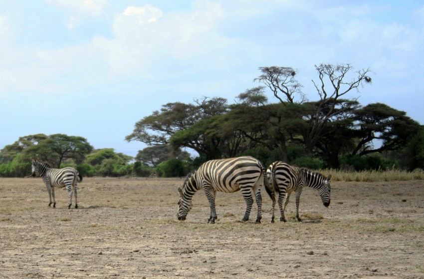 three zebras in a field during daytime