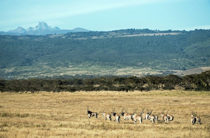 group of gazelles at the field during day