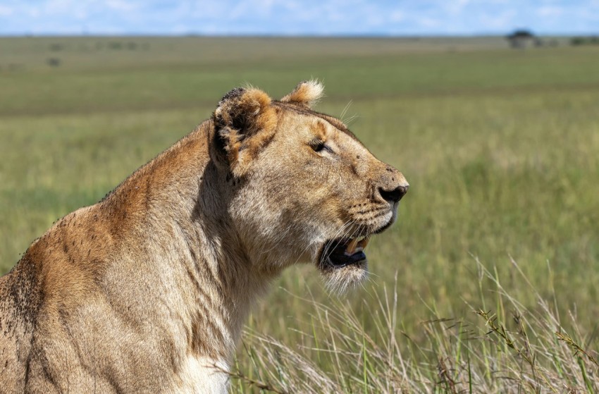 brown lioness on green grass field during daytime