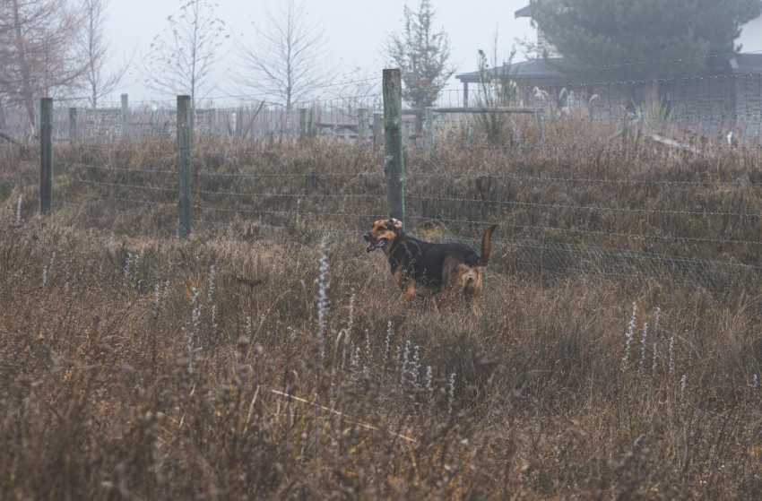 a dog in a field with a fence in the background