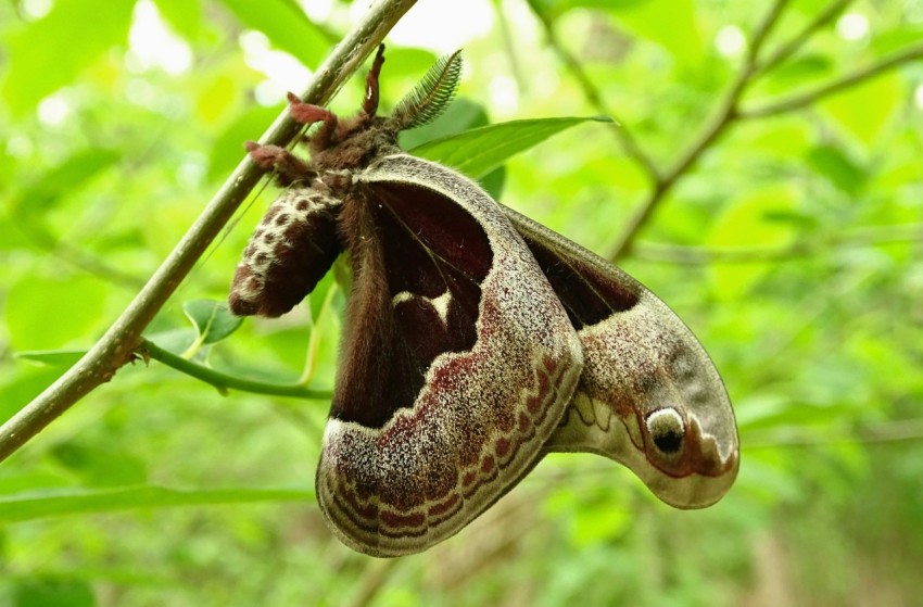 a close up of a moth on a tree branch