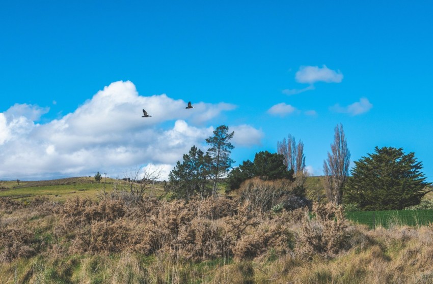 a bird flying over a lush green field