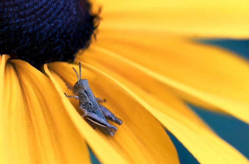 brown grasshopper on yellow sunflower GVwa6