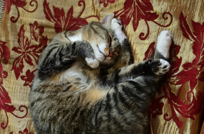 a cat that is laying down on a couch