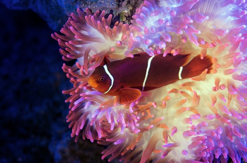 red orange and white fish swims near white blue and purple habitat QK