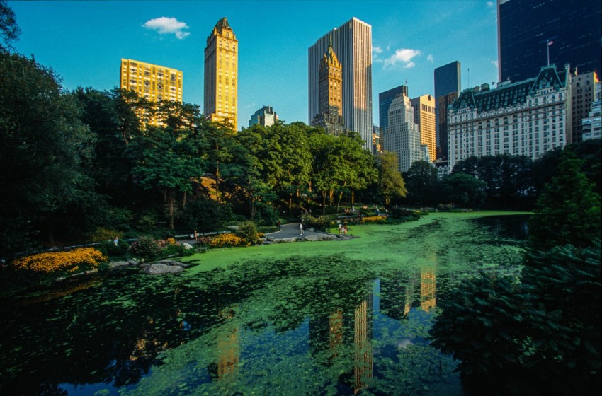 green trees near body of water during daytime