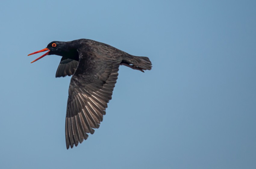 black bird flying during daytime R