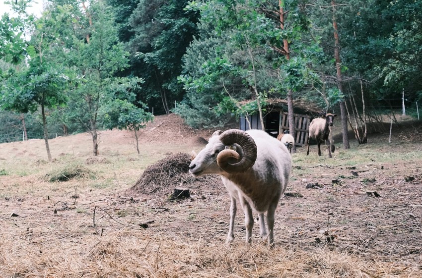 a ram standing in a field with trees in the background