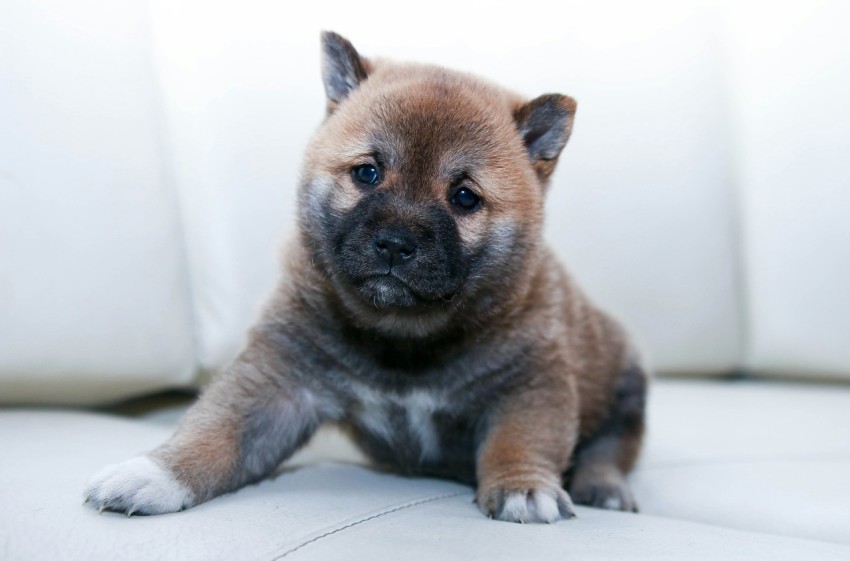 brown puppy sitting on sofa