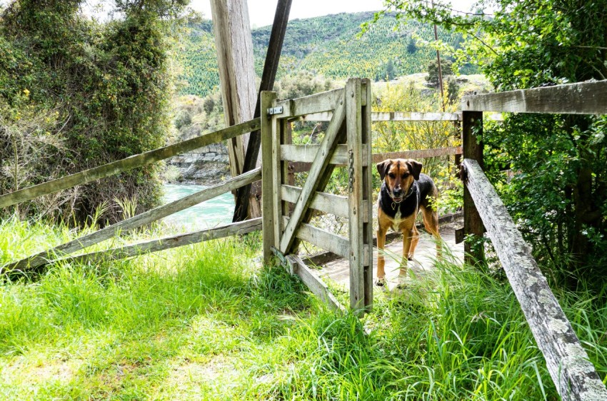 a dog that is standing on a wooden bridge