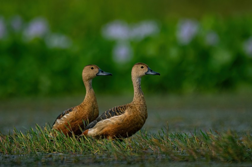 a couple of ducks standing on top of a grass covered field Z