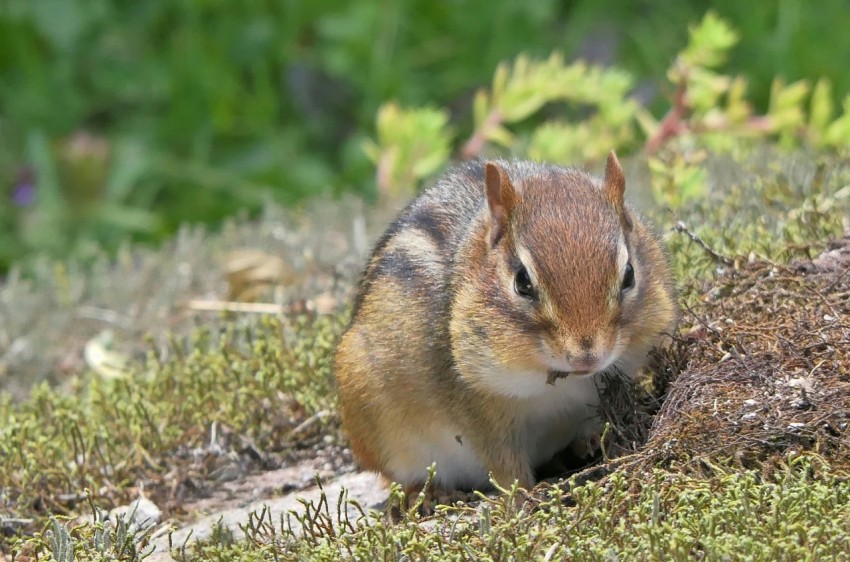 a small rodent is sitting in the grass