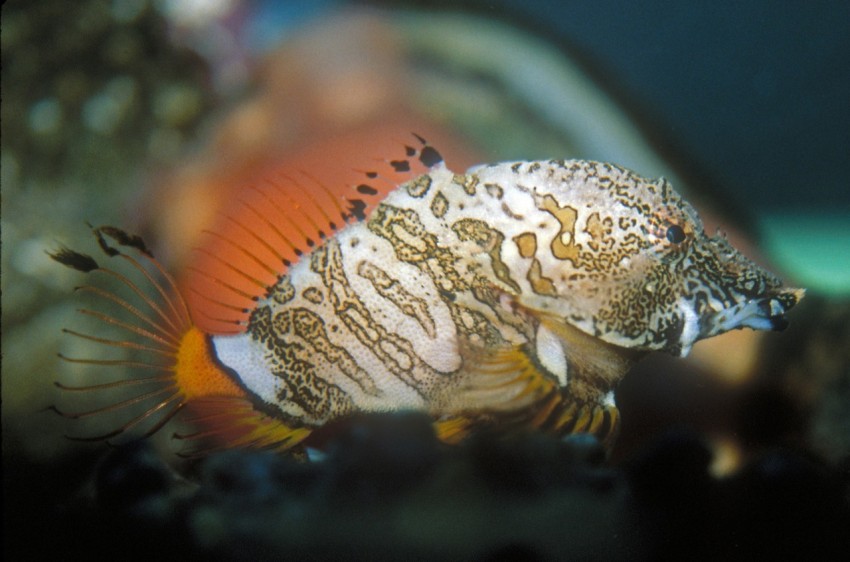 white black and orange fish