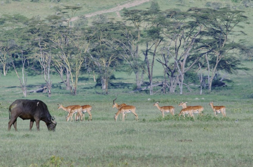 herd of deer on green grass field during daytime