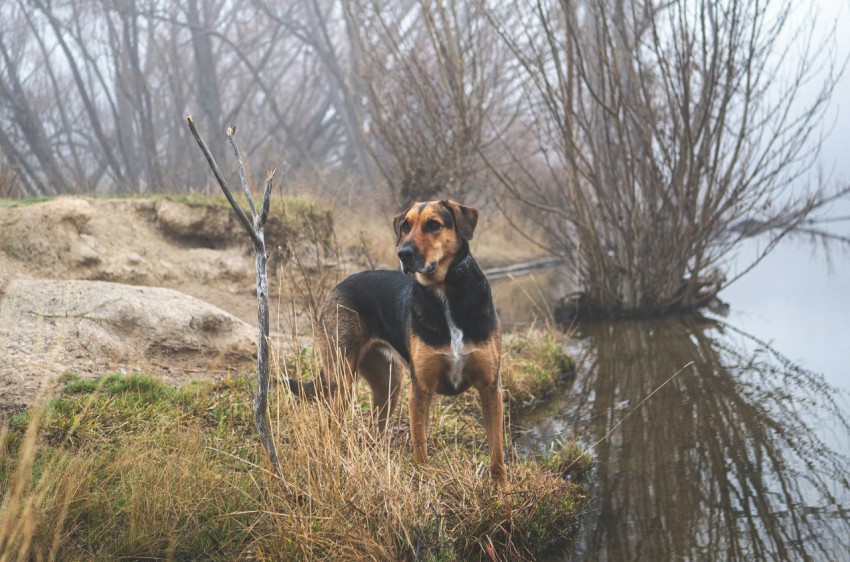 a dog standing next to a body of water