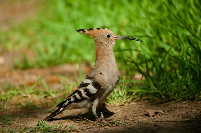 a bird standing on the ground in the grass