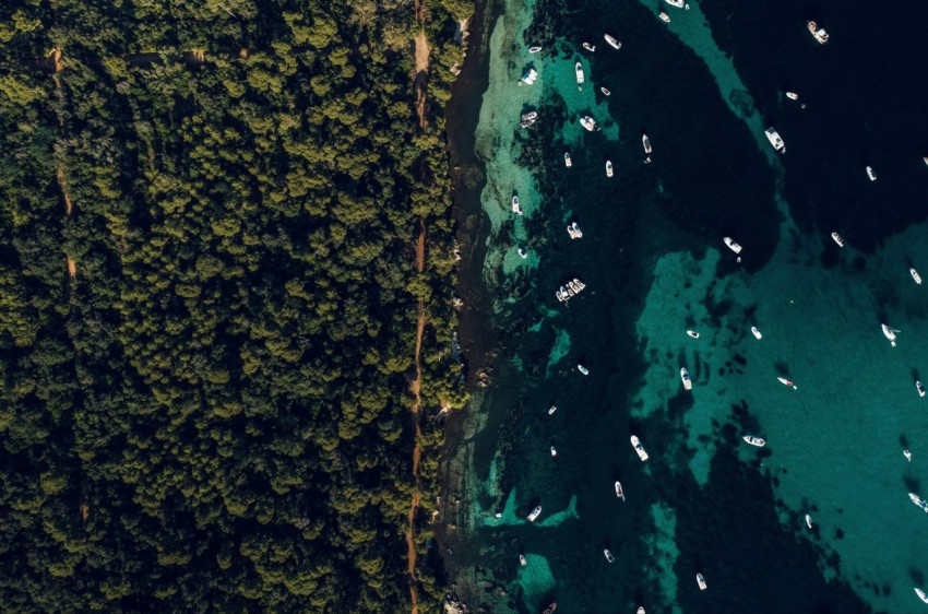 brown and black leaves on body of water