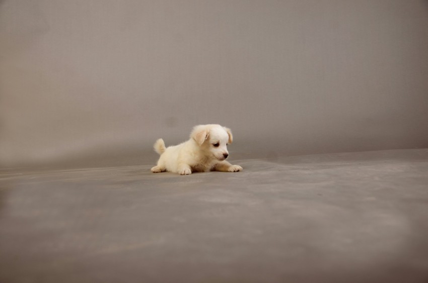 a dog lying on the ground