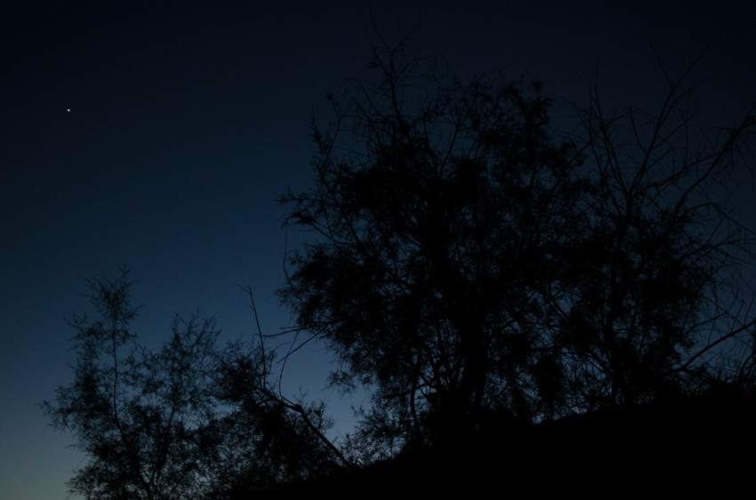 a tree is silhouetted against the night sky