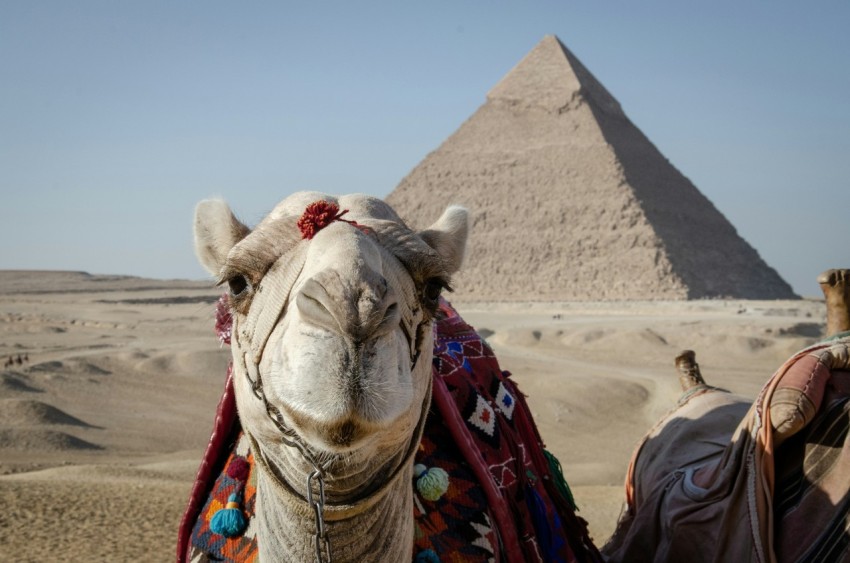 a camel in front of the pyramids of giza wOqVd77