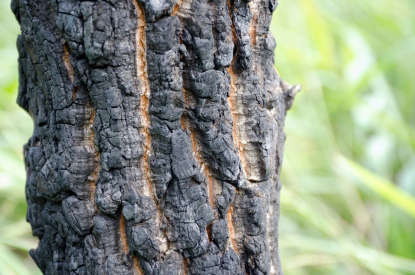 a close up of the bark of a tree