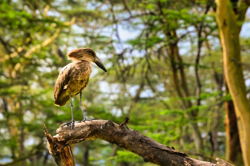 brown bird on brown tree branch during daytime