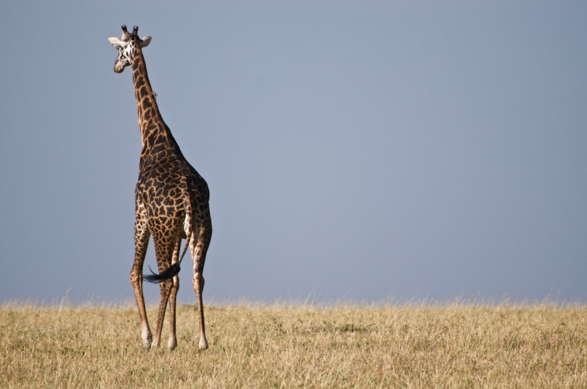 giraffe standing on grassland ThjWDqC