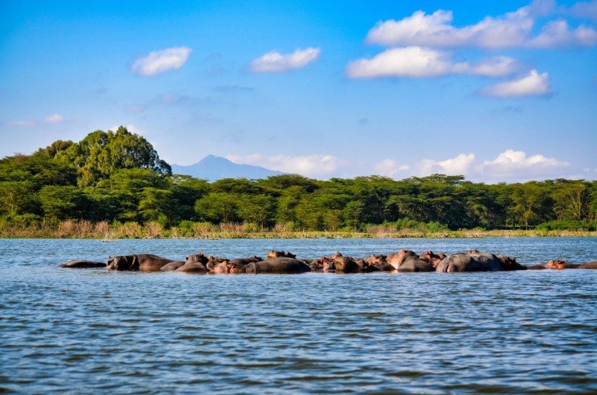 brown rocks on body of water during daytime