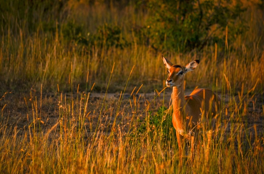 brown deer on green grass field during daytime