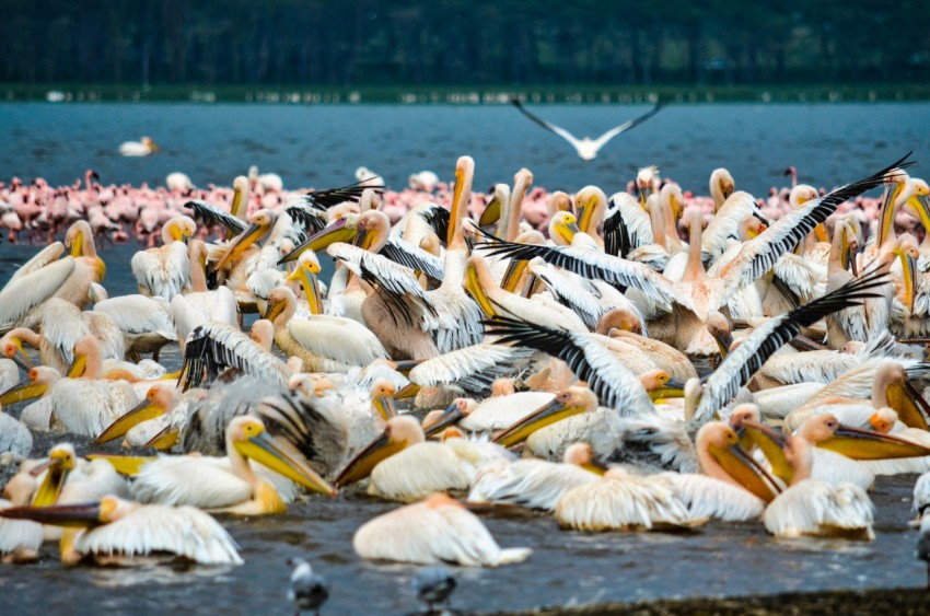 flock of pelicans on water during daytime zRF8oQs7