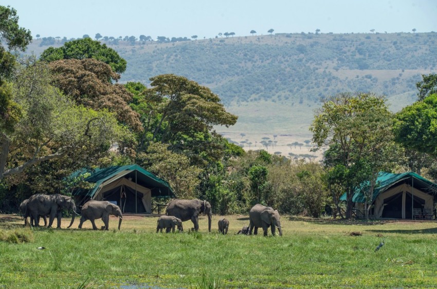 elephants near trees