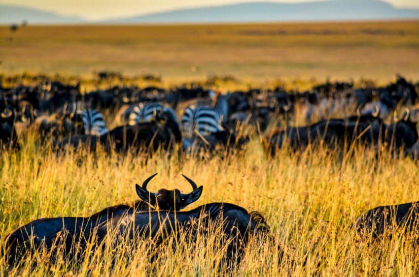 group of zebra on green grass field during daytime