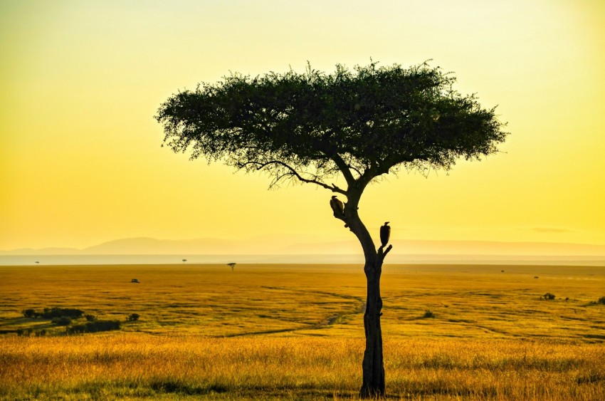 green tree on green grass field during daytime